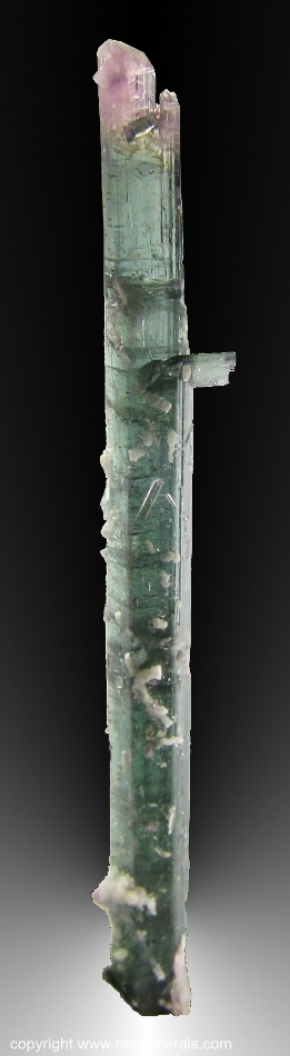 Mineral Specimen: Bi-Color Double-Terminated Tourmaline - Elbaite from Pederneira claim, Sao Jose da Safira, Doce Valley, Minas Gerais, Barzil