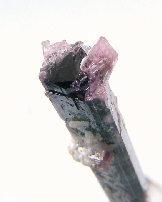 Mineral Specimen: Bi-Color Double-Terminated Tourmaline - Elbaite from Pederneira claim, Sao Jose da Safira, Doce Valley, Minas Gerais, Barzil