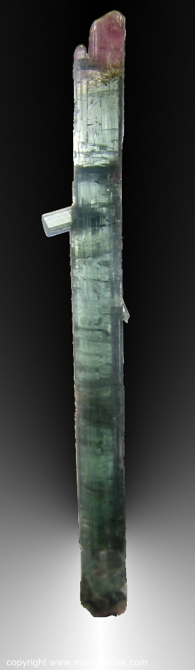 Mineral Specimen: Bi-Color Double-Terminated Tourmaline - Elbaite from Pederneira claim, Sao Jose da Safira, Doce Valley, Minas Gerais, Barzil