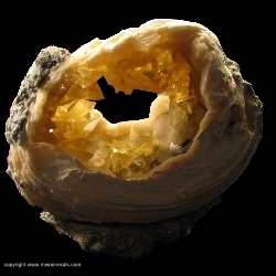 Minerals Specimen: Calcite Crystals in Fossil Clamshell (mercenaria permagna) from Rucks Pit, Fort Drum, Okeechobee County, Florida, USA Minerals Specimen: Calcite Crystals in Fossil Clamshell (mercenaria permagna) from Rucks Pit, Fort Drum, Okeechobee County, Florida, USA
