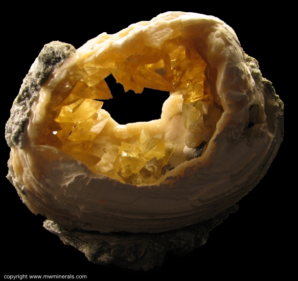 Mineral Specimen: Calcite Crystals in Fossil Clamshell (mercenaria permagna) from Rucks Pit, Fort Drum, Okeechobee County, Florida, USA