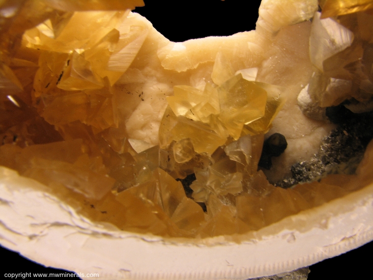 Mineral Specimen: Calcite Crystals in Fossil Clamshell (mercenaria permagna) from Rucks Pit, Fort Drum, Okeechobee County, Florida, USA