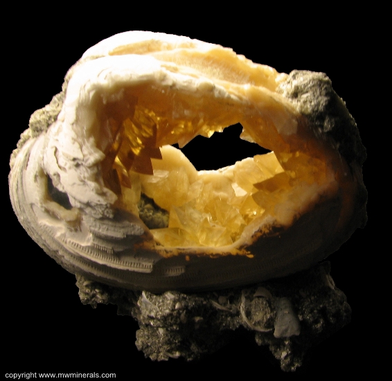 Mineral Specimen: Calcite Crystals in Fossil Clamshell (mercenaria permagna) from Rucks Pit, Fort Drum, Okeechobee County, Florida, USA