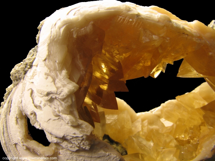 Mineral Specimen: Calcite Crystals in Fossil Clamshell (mercenaria permagna) from Rucks Pit, Fort Drum, Okeechobee County, Florida, USA