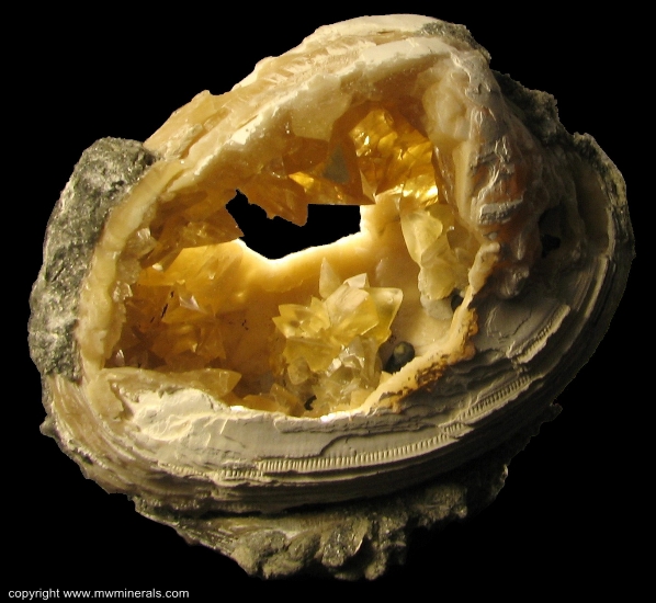 Mineral Specimen: Calcite Crystals in Fossil Clamshell (mercenaria permagna) from Rucks Pit, Fort Drum, Okeechobee County, Florida, USA