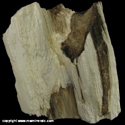 Mineral Specimen: Petrified Wood from Montana