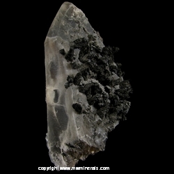 Mineral Specimen: Schorl Tourmaline on Smoky Quartz from Santa Cruz, Sonora, Mexico