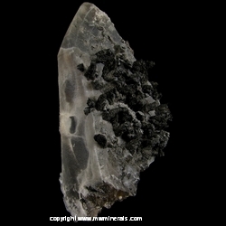 Mineral Specimen: Schorl Tourmaline on Smoky Quartz from Santa Cruz, Sonora, Mexico Mineral Specimen: Schorl Tourmaline on Smoky Quartz from Santa Cruz, Sonora, Mexico