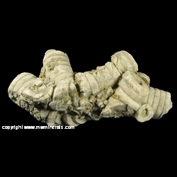 Mineral Specimen: Crinoid Stems from Bloomington,Monroe Co., Inidiana, USA Mineral Specimen: Crinoid Stems from Bloomington,Monroe Co., Inidiana, USA