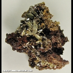Minerals Specimen: Endlichite (Arsenian Vanadinite) on Descloizite from Erupcion Mine, Los Lamentos Mts, Mun. de Ahumada, Chihuahua, Mexico Minerals Specimen: Endlichite (Arsenian Vanadinite) on Descloizite from Erupcion Mine, Los Lamentos Mts, Mun. de Ahumada, Chihuahua, Mexico