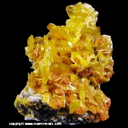 Minerals Specimen: Wulfenite and Mimetite from San Francisco Mine, Cerro Prieto, Cucurpe, Sonora, Mexico Minerals Specimen: Wulfenite and Mimetite from San Francisco Mine, Cerro Prieto, Cucurpe, Sonora, Mexico