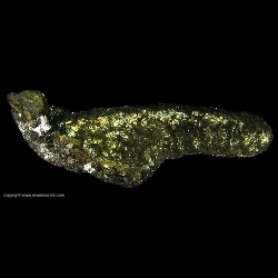 Minerals Specimen: Marcasite Stalactite from Versailles, Morgan County, Missouri Minerals Specimen: Marcasite Stalactite from Versailles, Morgan County, Missouri