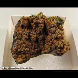 Minerals Specimen: Descloizite on Goethte from Chalk Mountain Mine, Chalk Mountain, Churchill Co., Nevada