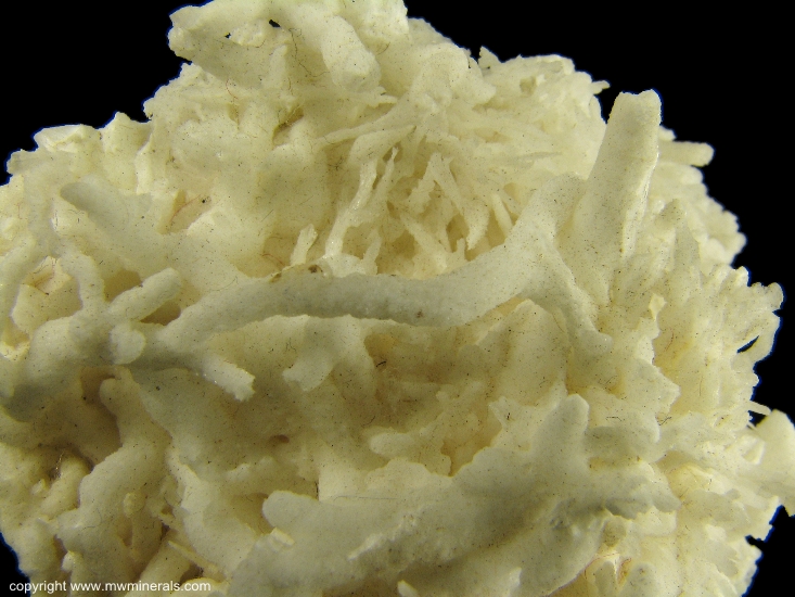 Mineral Specimen: Aragonite variety: Flos Ferri from Styrian Erzberg, Eisenerz, Styria, Austria