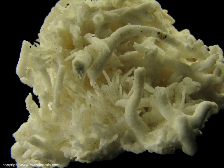 Mineral Specimen: Aragonite variety: Flos Ferri from Styrian Erzberg, Eisenerz, Styria, Austria