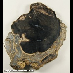 Mineral Specimen: Polished Petrified Wood (Chalcedony / Quartz) from Blue Forest, Eden Valley, Sweetwater Co., Wyoming Mineral Specimen: Polished Petrified Wood (Chalcedony / Quartz) from Blue Forest, Eden Valley, Sweetwater Co., Wyoming