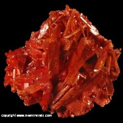 Minerals Specimen: Crocoite from Dundas, Tasmania, Australia