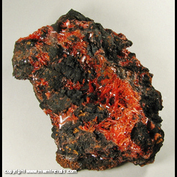 Mineral Specimen: Crocoite on Goethite from Red Lead Mine, Dundas, Tasmania, Australia Mineral Specimen: Crocoite on Goethite from Red Lead Mine, Dundas, Tasmania, Australia