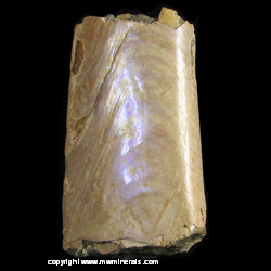 Mineral Specimen: Iridescent Baculites from Pierre Shale, Cretacous Period, South Dakota Mineral Specimen: Iridescent Baculites from Pierre Shale, Cretacous Period, South Dakota