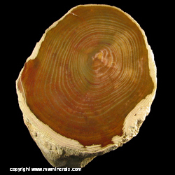 Mineral Specimen: Polsihed Petrified Wood Limb from Western United States Mineral Specimen: Polsihed Petrified Wood Limb from Western United States