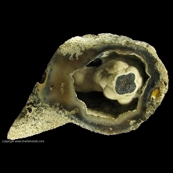 Minerals Specimen: Tampa Bay Coral from Ballast Point, Tampa Bay, Tampa, Hillsborough County, Florida Minerals Specimen: Tampa Bay Coral from Ballast Point, Tampa Bay, Tampa, Hillsborough County, Florida
