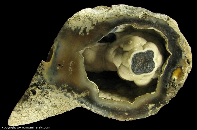 Mineral Specimen: Tampa Bay Coral from Ballast Point, Tampa Bay, Tampa, Hillsborough County, Florida