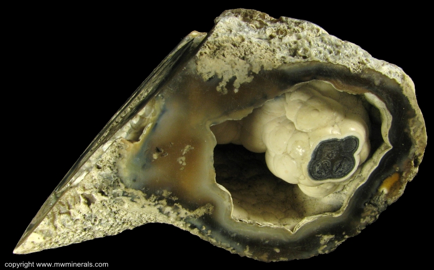 Mineral Specimen: Tampa Bay Coral from Ballast Point, Tampa Bay, Tampa, Hillsborough County, Florida