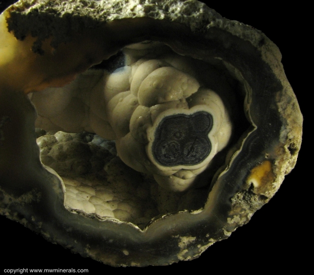Mineral Specimen: Tampa Bay Coral from Ballast Point, Tampa Bay, Tampa, Hillsborough County, Florida