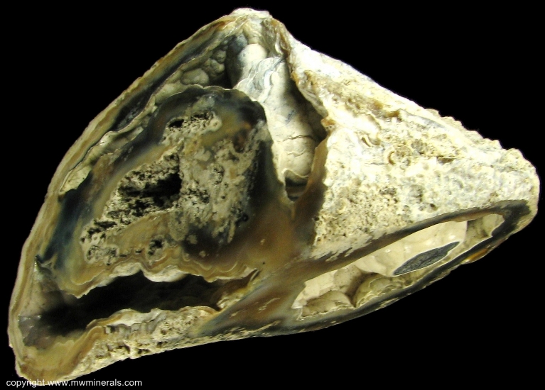 Mineral Specimen: Tampa Bay Coral from Ballast Point, Tampa Bay, Tampa, Hillsborough County, Florida