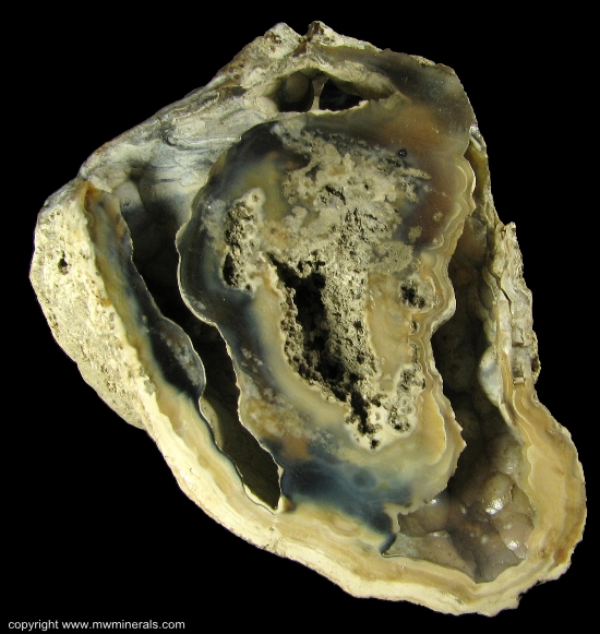 Mineral Specimen: Tampa Bay Coral from Ballast Point, Tampa Bay, Tampa, Hillsborough County, Florida