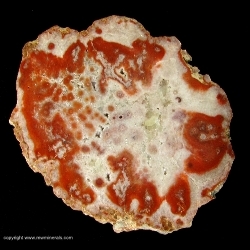 Minerals Specimen: Potato Stone Agate from Dulcote Quarry, Wells, Somerset, England