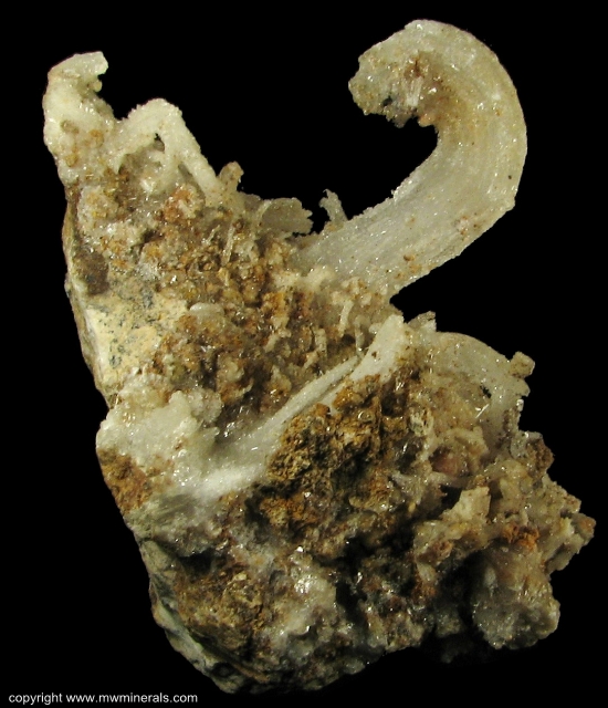 Mineral Specimen: Ram's Horn Selenite from Chihuahua, Mexico