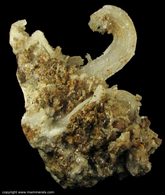 Mineral Specimen: Ram's Horn Selenite from Chihuahua, Mexico