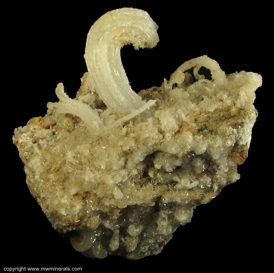 Mineral Specimen: Ram's Horn Selenite from Chihuahua, Mexico
