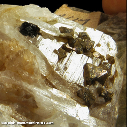 Mineral Specimen: Tantalite-(Mn), Zircon, Albite variety: Cleavelandite, Muscovite from Rutherford No. 3 pegmatite (Rutherford Mines), Amelia Court House, Amelia Co., Virginia Mineral Specimen: Tantalite-(Mn), Zircon, Albite variety: Cleavelandite, Muscovite from Rutherford No. 3 pegmatite (Rutherford Mines), Amelia Court House, Amelia Co., Virginia