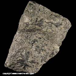 Mineral Specimen: Holmquistite in Schist from Koktokay No. 3 pegmatite Quarry, Altay Mine, Fuyun Co., Aletai Pref., Yili Hasake Auto. Pref., Xinjiang AR, China Mineral Specimen: Holmquistite in Schist from Koktokay No. 3 pegmatite Quarry, Altay Mine, Fuyun Co., Aletai Pref., Yili Hasake Auto. Pref., Xinjiang AR, China