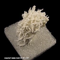 Mineral Specimen: Aragaonite variety: Flos Ferri (Eisenblute) from Styrian Erzberg, Eisenerz, Styria, Austria Mineral Specimen: Aragaonite variety: Flos Ferri (Eisenblute) from Styrian Erzberg, Eisenerz, Styria, Austria