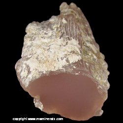 Mineral Specimen: Pink Petrified Wood Limb Cast from Texas Spring Canyon, Contact District, Elko Co., Nevada Mineral Specimen: Pink Petrified Wood Limb Cast from Texas Spring Canyon, Contact District, Elko Co., Nevada