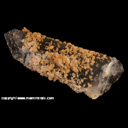 Mineral Specimen: Calcite on Smoky Quartz from Holland Mine, Duquesne Gulch, Washington Camp-Duquesne Dist., Patagonia Dist., Patagonia Mts., Santa Cruz Co., Arizona Mineral Specimen: Calcite on Smoky Quartz from Holland Mine, Duquesne Gulch, Washington Camp-Duquesne Dist., Patagonia Dist., Patagonia Mts., Santa Cruz Co., Arizona