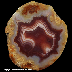 Minerals Specimen: Poilished Agate from Chihuahua, Mexico Minerals Specimen: Poilished Agate from Chihuahua, Mexico