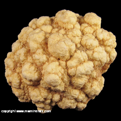 Mineral Specimen: Hydroxylapatite variety: Collophane from near Drummond, Powell Co., Montana Mineral Specimen: Hydroxylapatite variety: Collophane from near Drummond, Powell Co., Montana