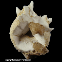 Mineral Specimen: Mordenite, Stilbite from Nasik, Maharastra, India Mineral Specimen: Mordenite, Stilbite from Nasik, Maharastra, India