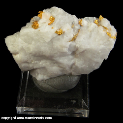 Mineral Specimen: Gold in Quartz from Harvard Mine, Jamestown, Mother Lode belt, Tuolumne Co., California Mineral Specimen: Gold in Quartz from Harvard Mine, Jamestown, Mother Lode belt, Tuolumne Co., California