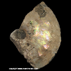 Mineral Specimen: Iridescent Ammonite with Calcite Crystals from Madagascar Mineral Specimen: Iridescent Ammonite with Calcite Crystals from Madagascar