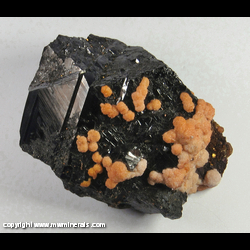 Mineral Specimen: Spherical Siderite on Sphalerite with minor Pyrite from Trepca Complex near Mitrovica, Kosovska, Kosovo Mineral Specimen: Spherical Siderite on Sphalerite with minor Pyrite from Trepca Complex near Mitrovica, Kosovska, Kosovo
