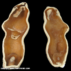 Mineral Specimen: Polished Tampa Bay Fossilized Coral from Tampa Bay, Florida Mineral Specimen: Polished Tampa Bay Fossilized Coral from Tampa Bay, Florida