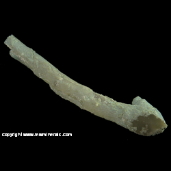 Mineral Specimen: Chalcedony Petrified Wood Limb Cast from Oligocene. John Day Formation. South Fork of the Crooked River, Crook County, Oregon Mineral Specimen: Chalcedony Petrified Wood Limb Cast from Oligocene. John Day Formation. South Fork of the Crooked River, Crook County, Oregon