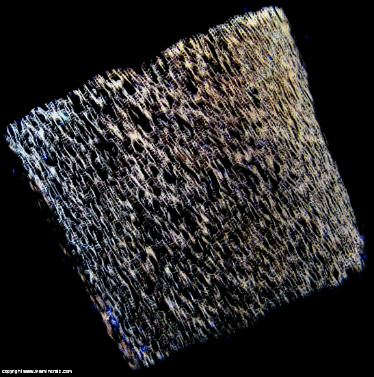 Fluorescent Mineral Specimen: Dinosaur Bone, Lapidary Quality from Jurassic, Morrisson Formation, Utah Fluorescent Mineral Specimen: Dinosaur Bone, Lapidary Quality from Jurassic, Morrisson Formation, Utah