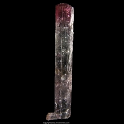 Minerals Specimen: Red and Blue Tourmaline from Pederneira claim, Sao Jose da Safira, Doce valley, Minas Gerais, Brazil Minerals Specimen: Red and Blue Tourmaline from Pederneira claim, Sao Jose da Safira, Doce valley, Minas Gerais, Brazil