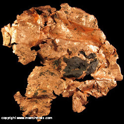 Mineral Specimen: Sheet Copper with Attached Nonesuch Shale from Caledonia Mine, Nonesuch Lode, White Pine, Ontonagon Co., Michigan Mineral Specimen: Sheet Copper with Attached Nonesuch Shale from Caledonia Mine, Nonesuch Lode, White Pine, Ontonagon Co., Michigan